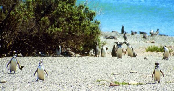 מושבת הפינגווינים של ולדז מתארגנת להמשך היום