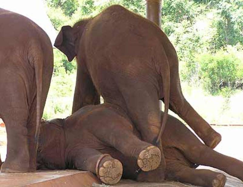 פילים משתעשעים בגן החיות טורונגה