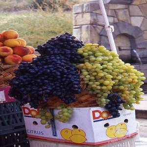 פירות מוצעים למכירה, צילום יהושע רוטין