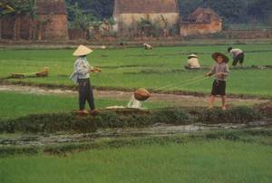 איכרים בשדות האורז, צילום זאביק רילסקי